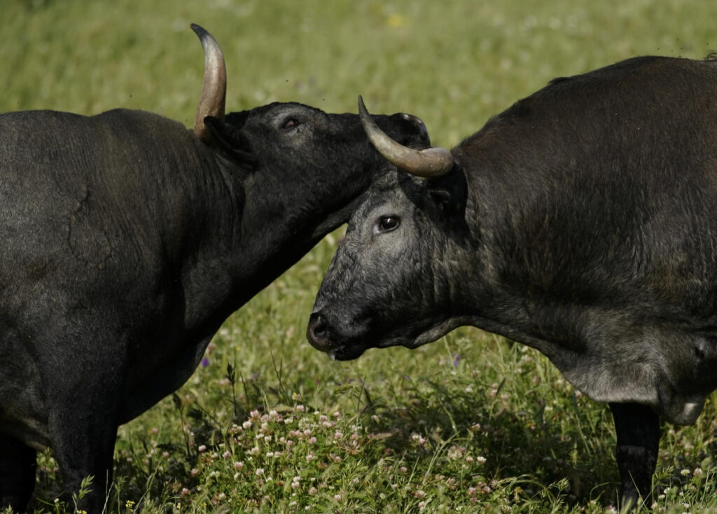 Why stock market investors should be bullish despite recent volatility, according to a strategist