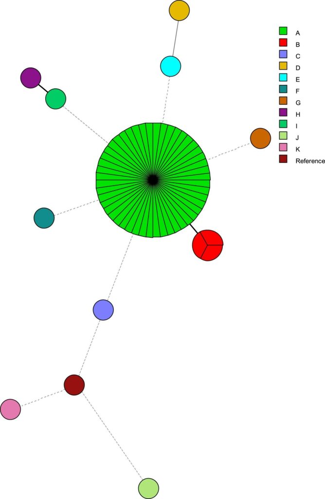 Post-pandemic outbreak of drug-resistant fungus in Brazil stemming from abuse of medications and full ICUs