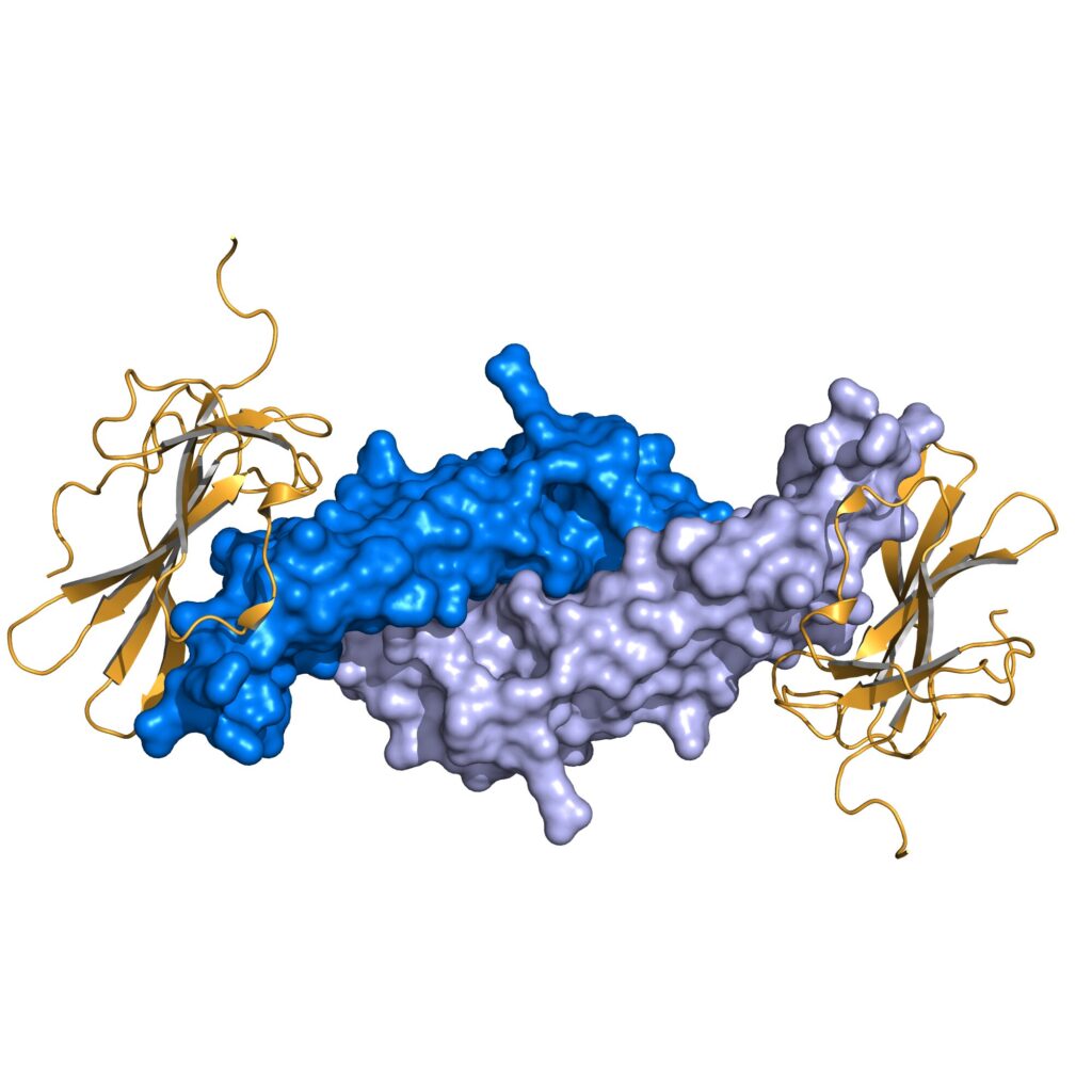 This hormone may be the missing ingredient to heart-healthy cholesterol levels for menopausal women