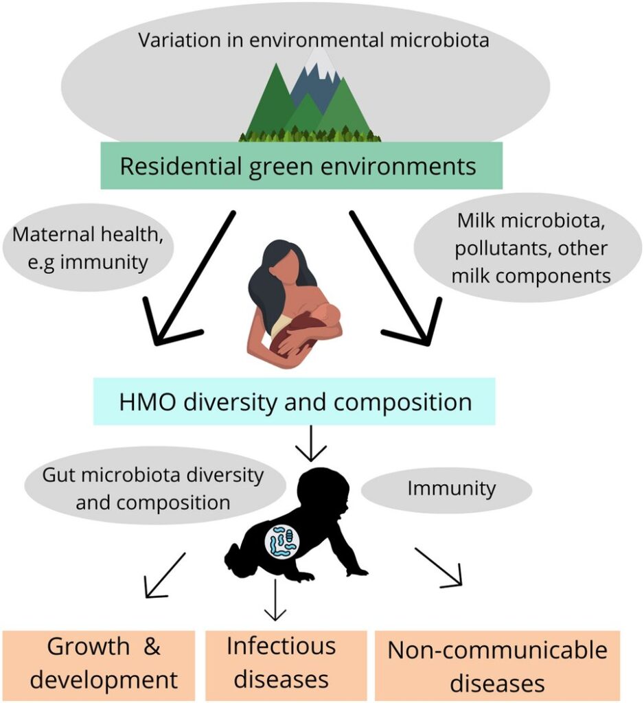 Green environments in residential areas may impact the composition of sugar molecules in breastmilk