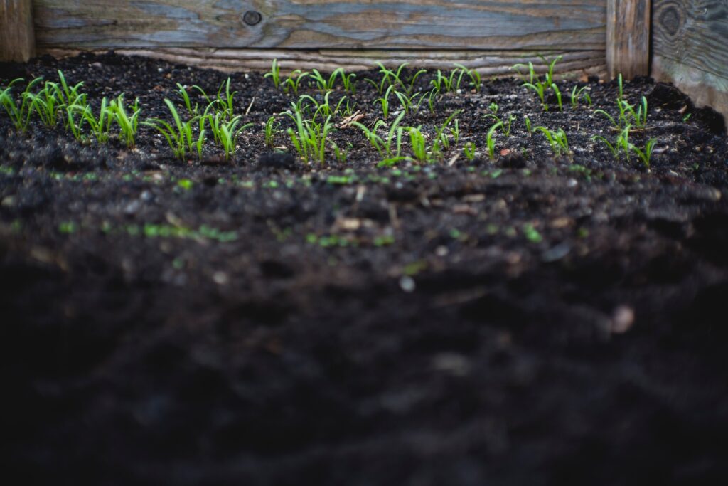 School garden-based interventions can improve blood sugar, reduce bad cholesterol in children