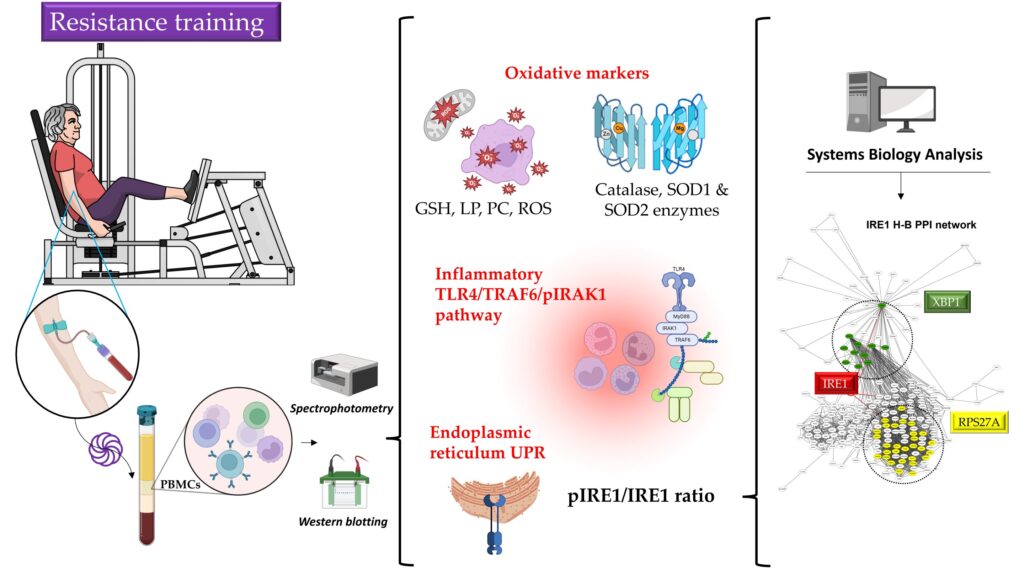 Study explores effects of resistance training at the cellular level in older adults