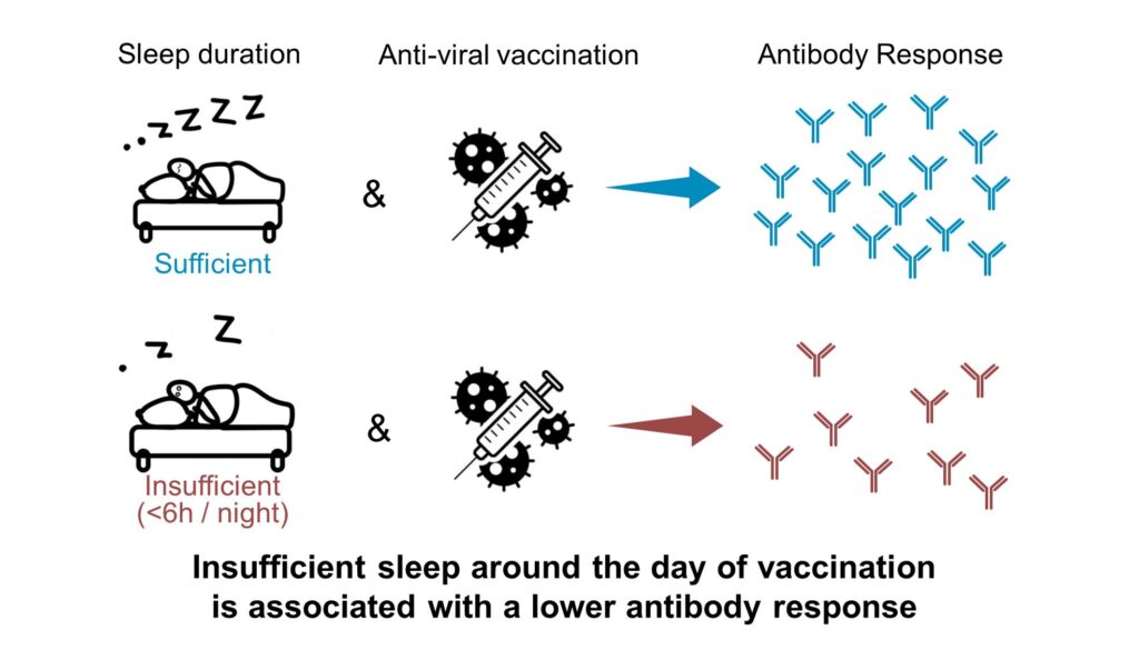 Not getting enough sleep could blunt antibody response to vaccination, leaving you more vulnerable to infection