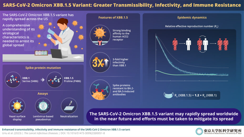 SARS-CoV-2 omicron XBB.1.5 variant is highly transmissible and infectious, study shows