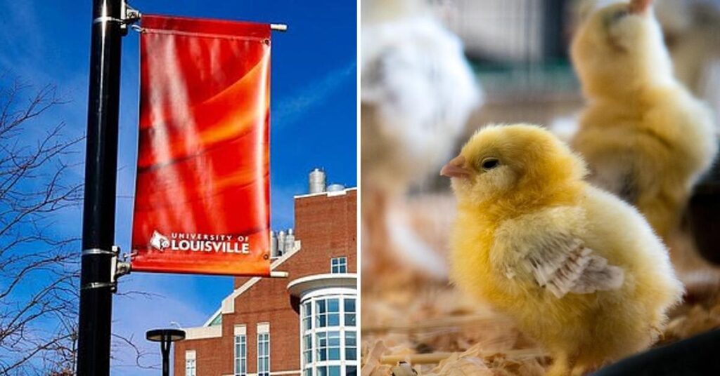 University Of Louisville Investigating Student Who Allegedly Baby Chicks In Online Video