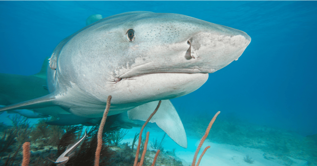 Human Head Found Inside 10-foot Tiger Shark Suspected of Killing 3