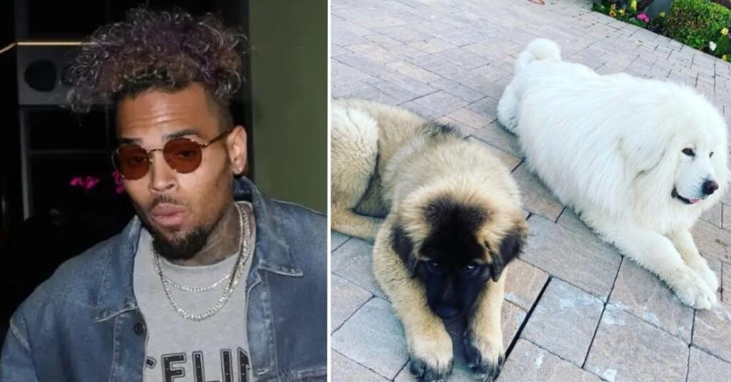 Chris Brown Demands Ex-housekeeper Submit to 8-hour Mental Exam in Battle Over Vicious Dog Attack