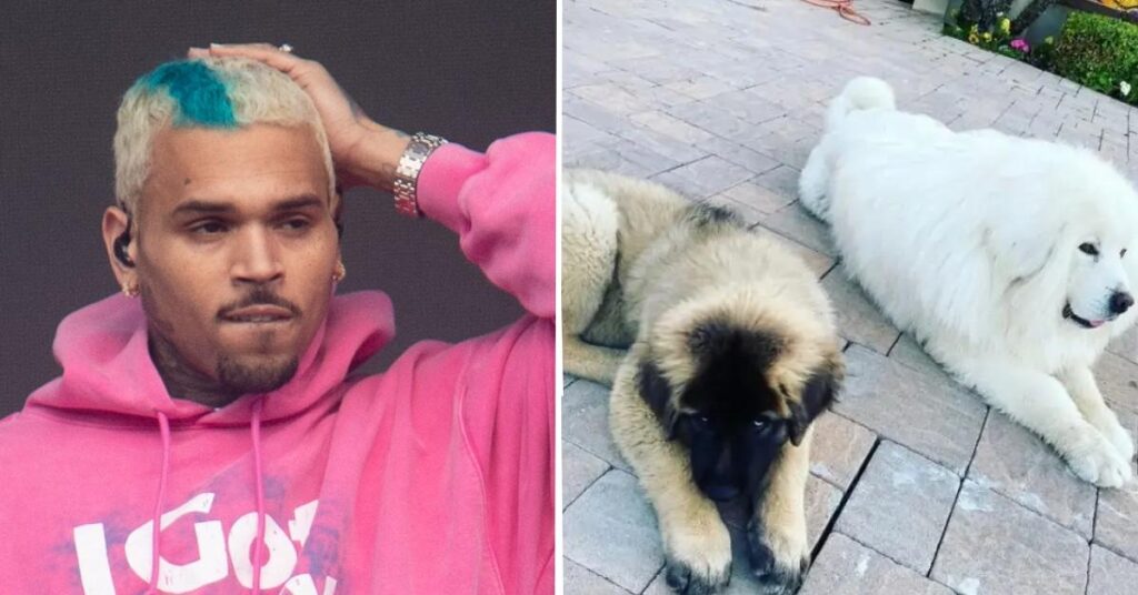 Sister Housekeepers Suing Chris Brown for Alleged Vicious Dog Attack Turn on Each Other in Court