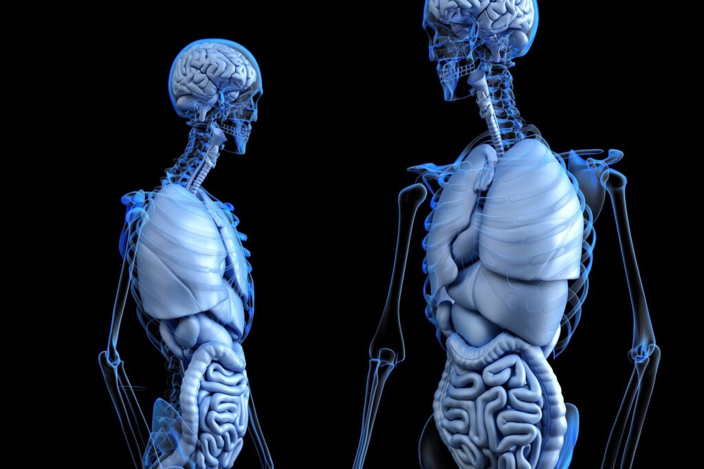 Researchers find a way to predict which of our organs will fail first