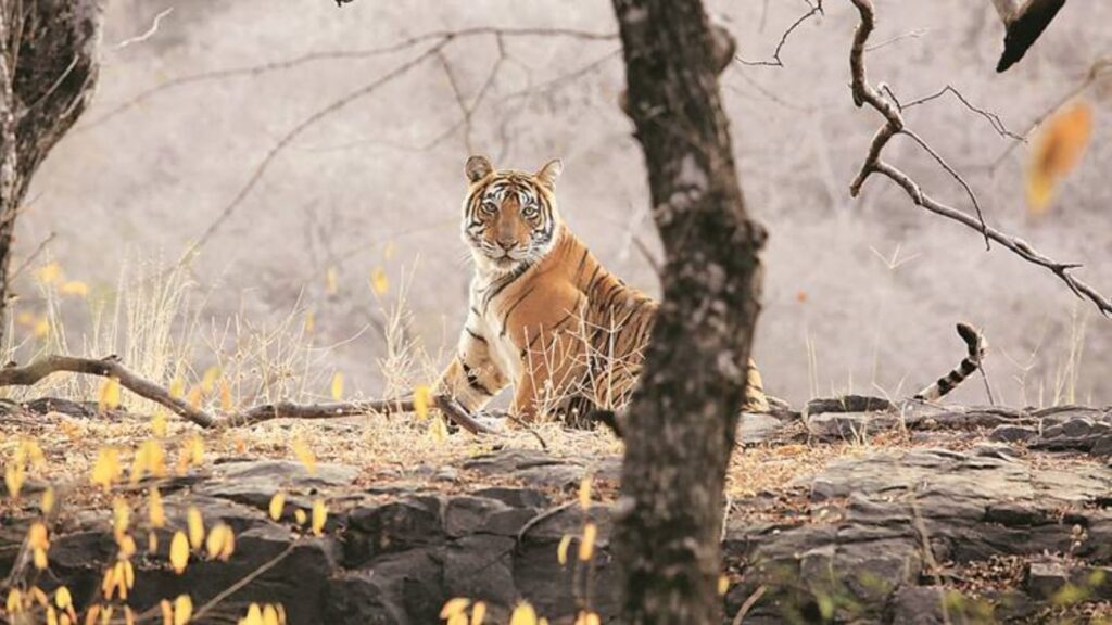 Karnataka tiger deaths: Forest Minister Eshwar Khandre warns of strict action against officials if negligence is proven | Bangalore News