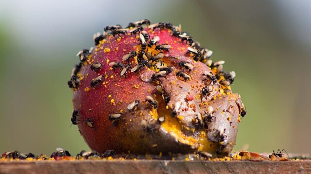 What is phal makkhi, is it poisonous?