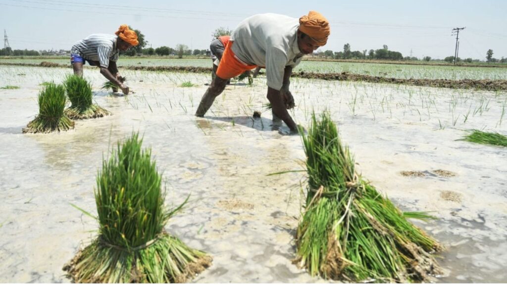 farming