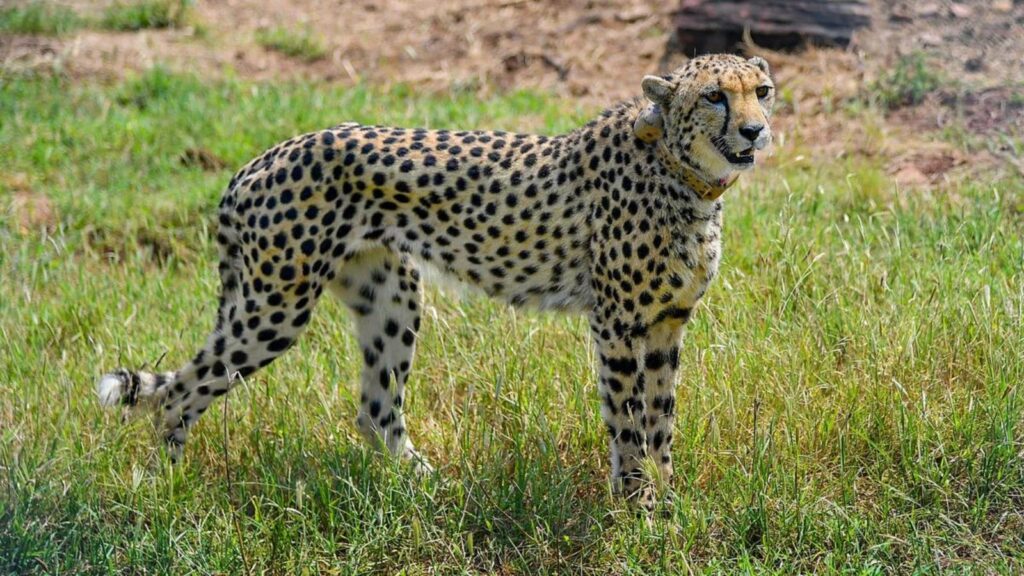 Nabha, female cheetah brought to Kuno from Namibia, dies of injuries sustained in enclosure | India News
