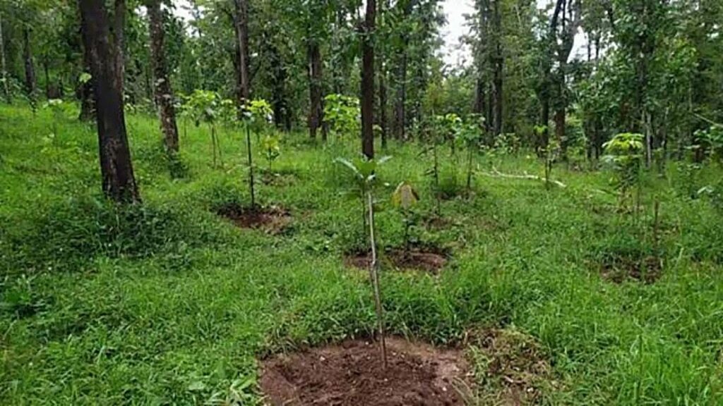 Tripura implementing 3 externally aided projects for forest protection: Minister Animesh Debbarma | India News