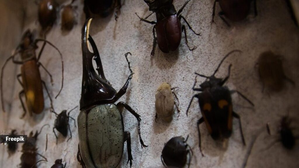 This common Indian household insect can crawl into your ears while you sleep | Pets-animals News