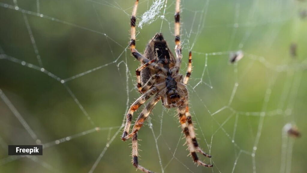 Learn about these 4 types of animals that kill their own parents | Pets-animals News