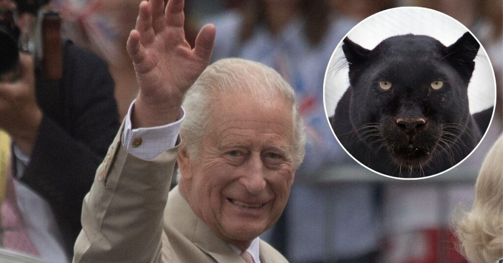 The King's Terror After Big Cat 'Beast' Stalked Royal Estate