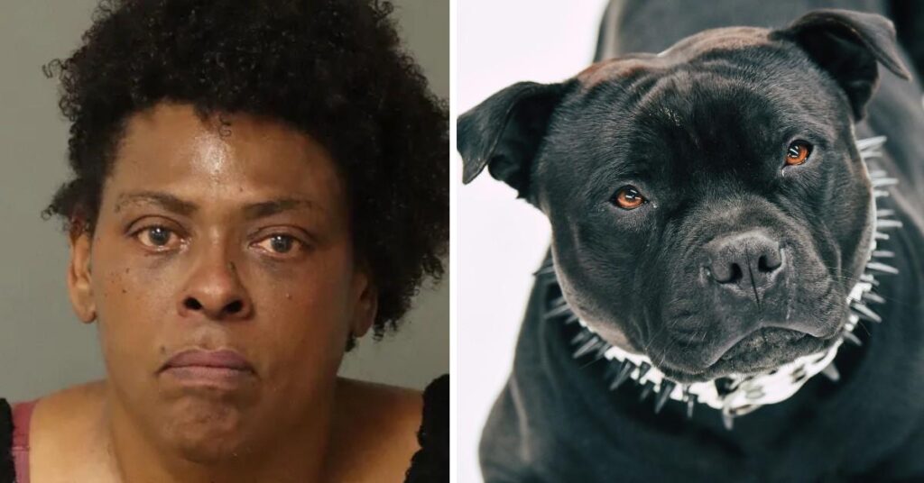 Pit Bull Shot Dead After Woman 'Ordered Dog to Attack Neighbor'