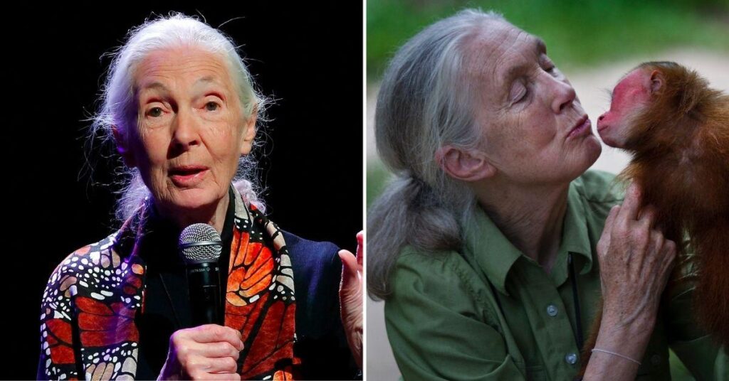 Animal Welfare Activist Jane Goodall Dead at 91 Animal Welfare Activist Jane Goodall Dead at 91