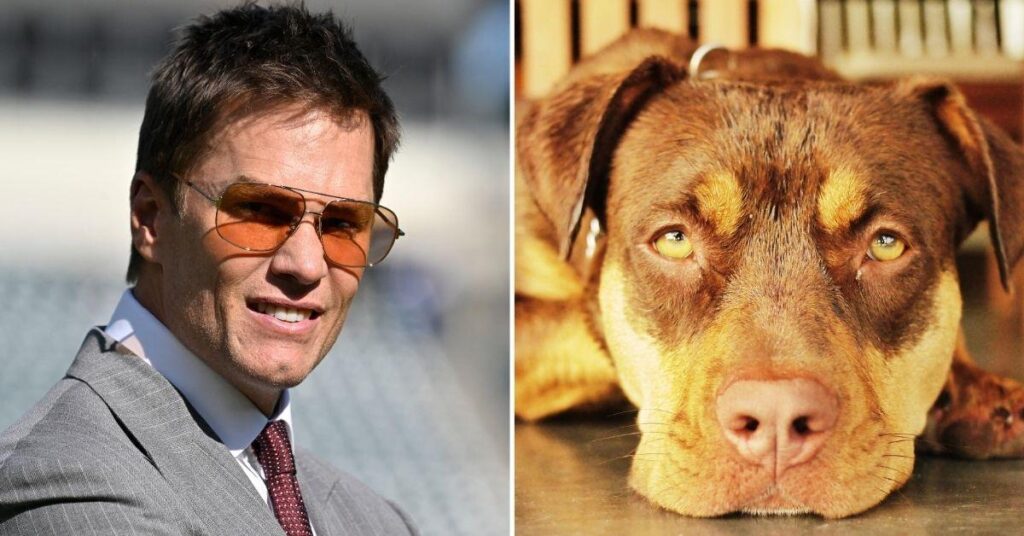 Tom Brady Reveals His New Dog Junie is a Clone of His Previous Pooch Lua