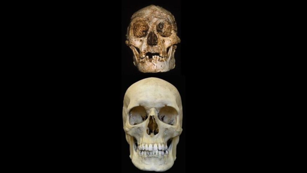 Here is a visual comparison a skull of Homo floresiensis and Homo sapiens. (Image: Nature)