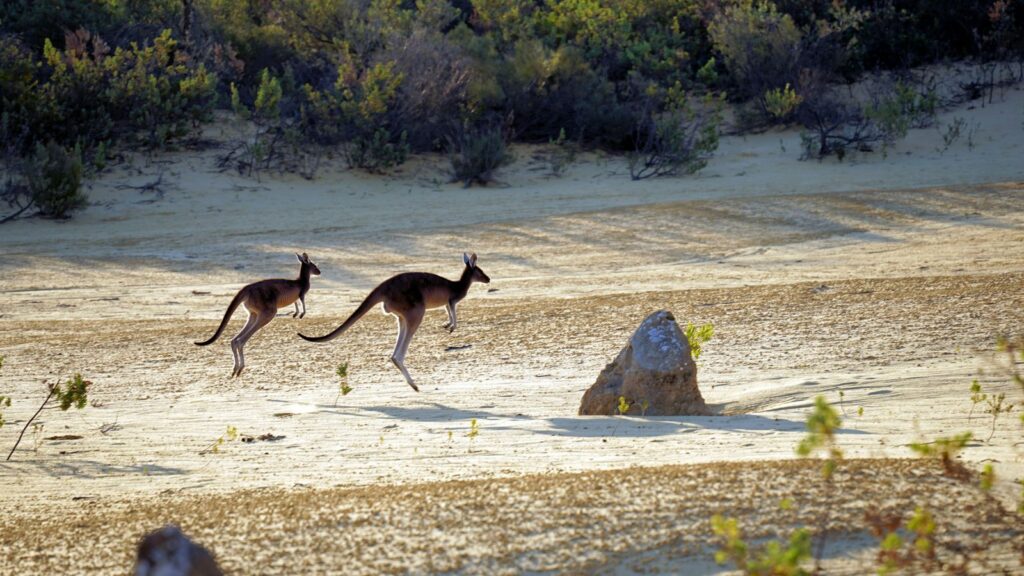 A key focus of the study was the fourth metatarsal, a long bone in the foot that is essential for hopping in modern kangaroos. (Image: Unsplash)