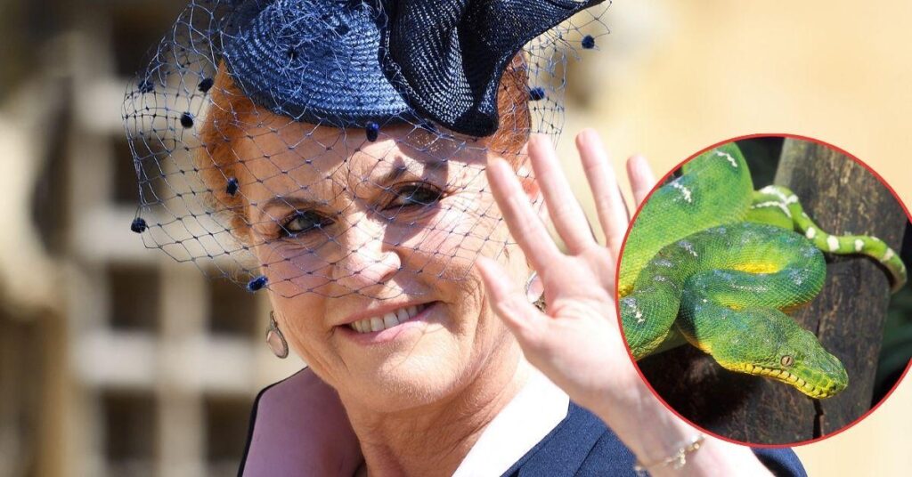 Sarah Ferguson Mocked Over Fear of Snakes Stopping Australia Move