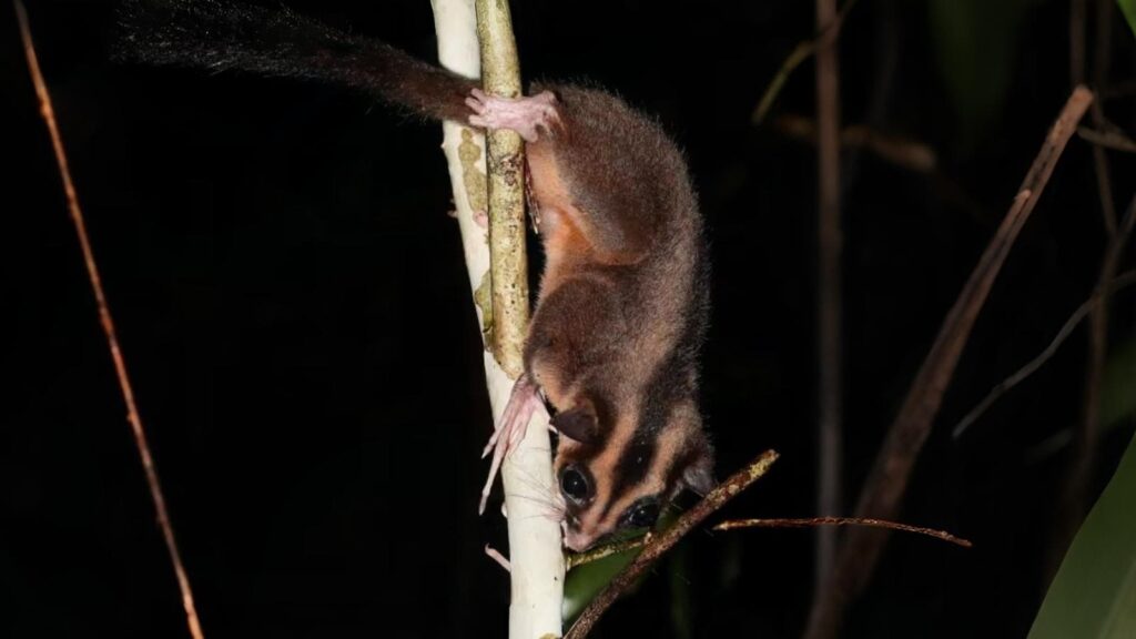 The breakthrough came after years of research and collaboration with the Indigenous communities who live in the Vogelkop Peninsula of Papua. (Image: X/Hugo)