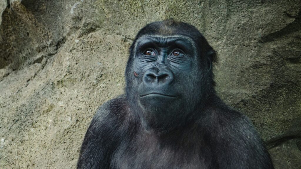Ancient ape fossils in Egypt desert may rewrite history of human ancestors | Technology News To know the place of this species in the ape family tree, scientists compared the fossils to other ancient ape fossils and to the genes of living species. (Image for representation: Unsplash)