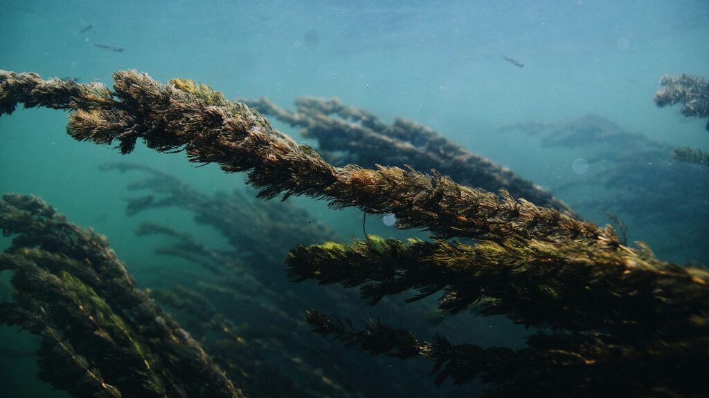 ‘Lost world’ Doggerland beneath North Sea once hosted thriving Ice Age forests | Technology News Researchers believe these early forests would have created a rich and stable environment capable of supporting diverse ecosystems. (Image for representation: Unplash)