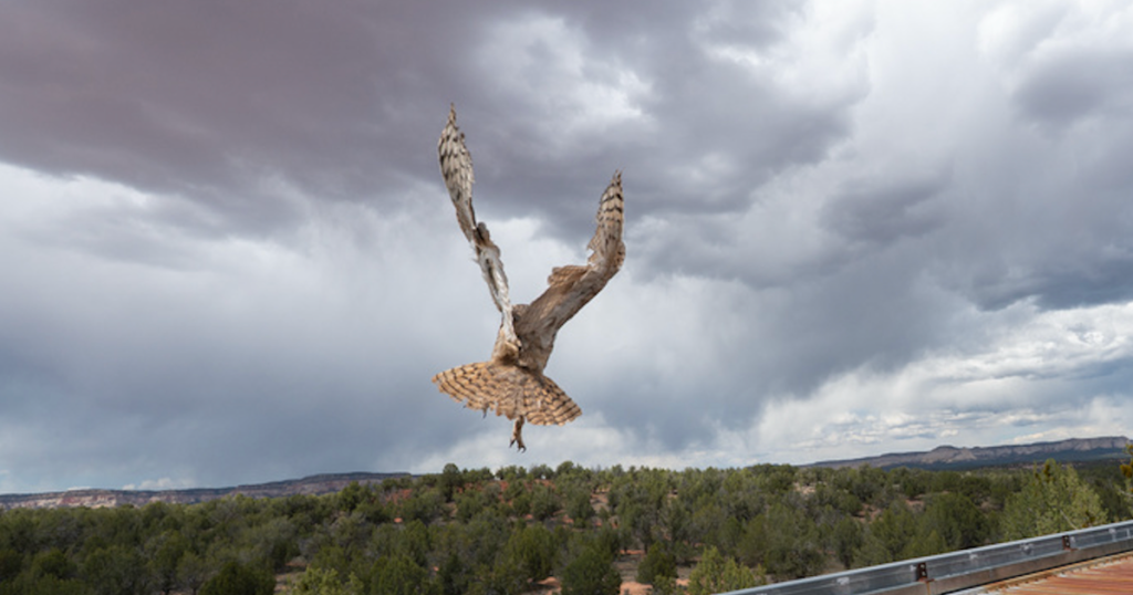 Owl Found Stuck In Concrete Mixer Is Back Flying Free