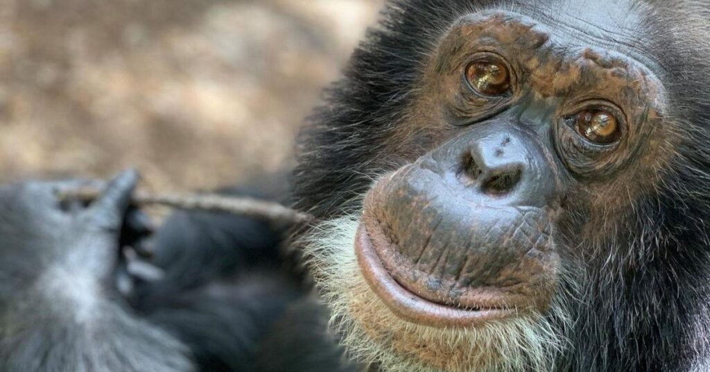 Reason for Michael Jackson's Chimp's Removal from Neverland Revealed